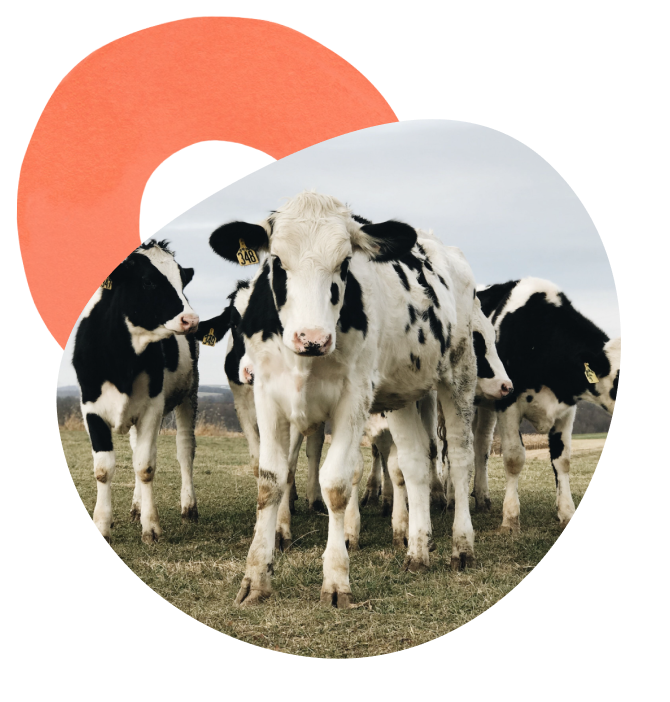 Image of free range cows in grass field.